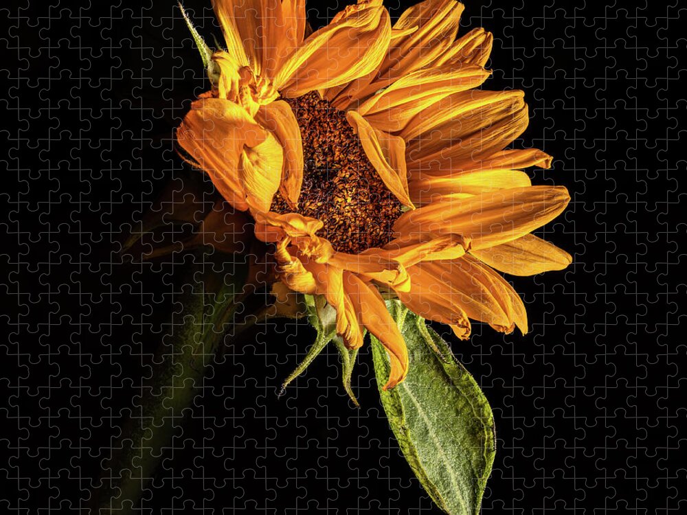 Black Background Jigsaw Puzzle featuring the photograph Wilting Sunflower #1 by Kevin Suttlehan