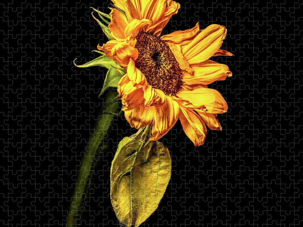 Black Background Jigsaw Puzzle featuring the photograph Wilting Sunflower #3 by Kevin Suttlehan