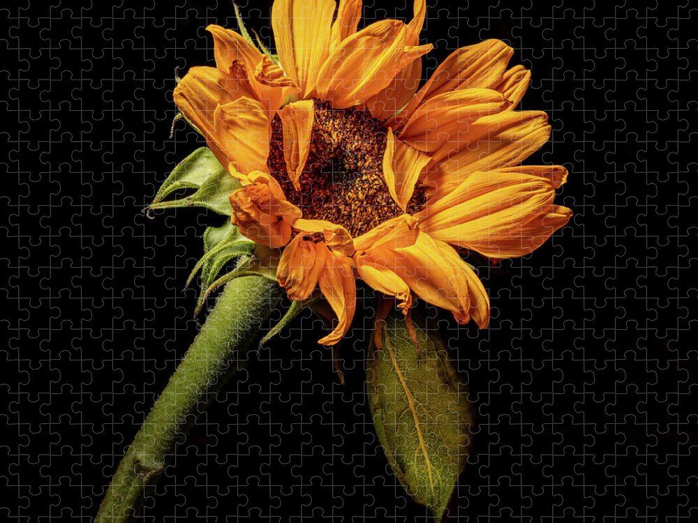 Black Background Jigsaw Puzzle featuring the photograph Wilting Sunflower #4 by Kevin Suttlehan