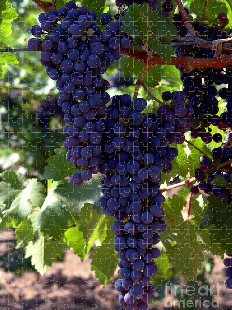 Grapes Jigsaw Puzzle featuring the photograph Wine Grapes by Charlene Mitchell