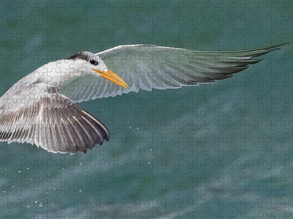 Royal Tern Jigsaw Puzzle featuring the photograph Winged Royalty V2 by RD Allen