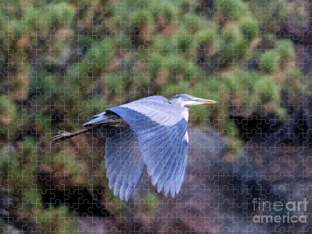 Blue Heron Jigsaw Puzzle featuring the photograph Wings Down Great Blue Heron by Steven Krull