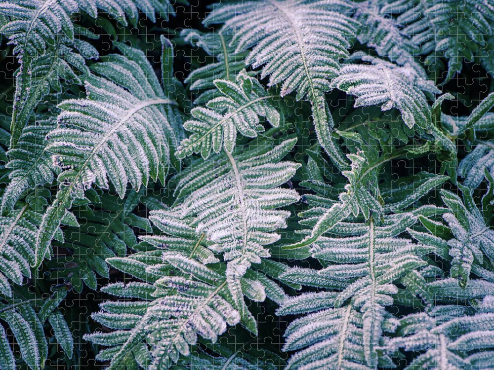 Frost Jigsaw Puzzle featuring the photograph Winter Ferns by Naomi Maya