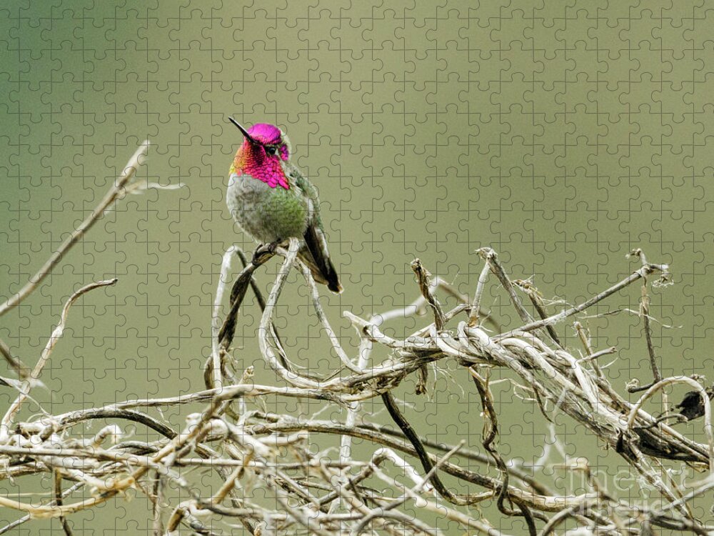 Kmaphoto Jigsaw Puzzle featuring the photograph Winter Hummingbird by Kristine Anderson