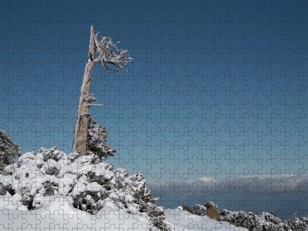 Single Tree Jigsaw Puzzle featuring the photograph Winter landscape in snowy mountains. frozen snowy lonely fir trees against blue sky. by Michalakis Ppalis