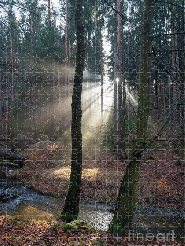 Winter Jigsaw Puzzle featuring the photograph Winter light in the forest 2 by Adriana Mueller