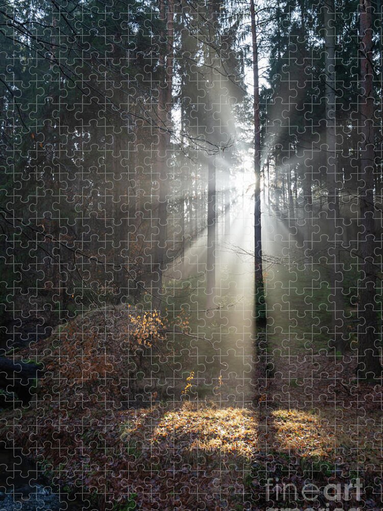 Winter Jigsaw Puzzle featuring the photograph Winter light in the forest 3 by Adriana Mueller