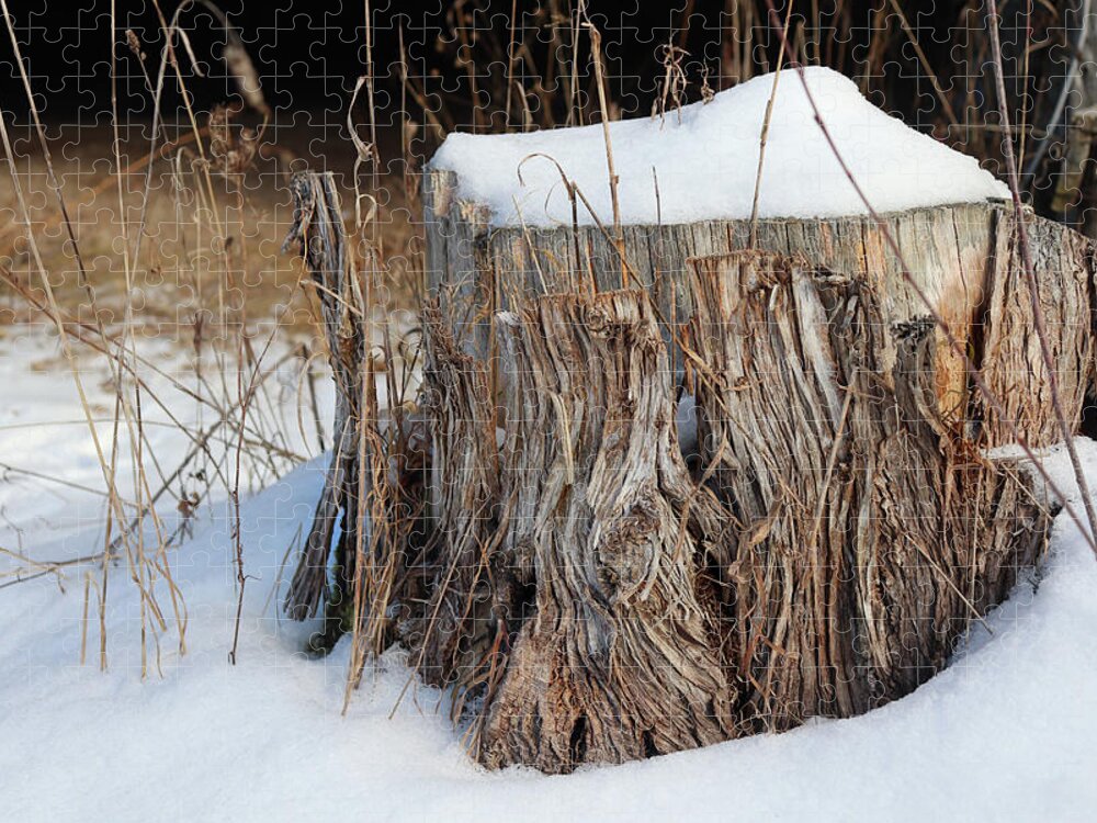Tree Stump Jigsaw Puzzle featuring the photograph Winter Stump by David T Wilkinson
