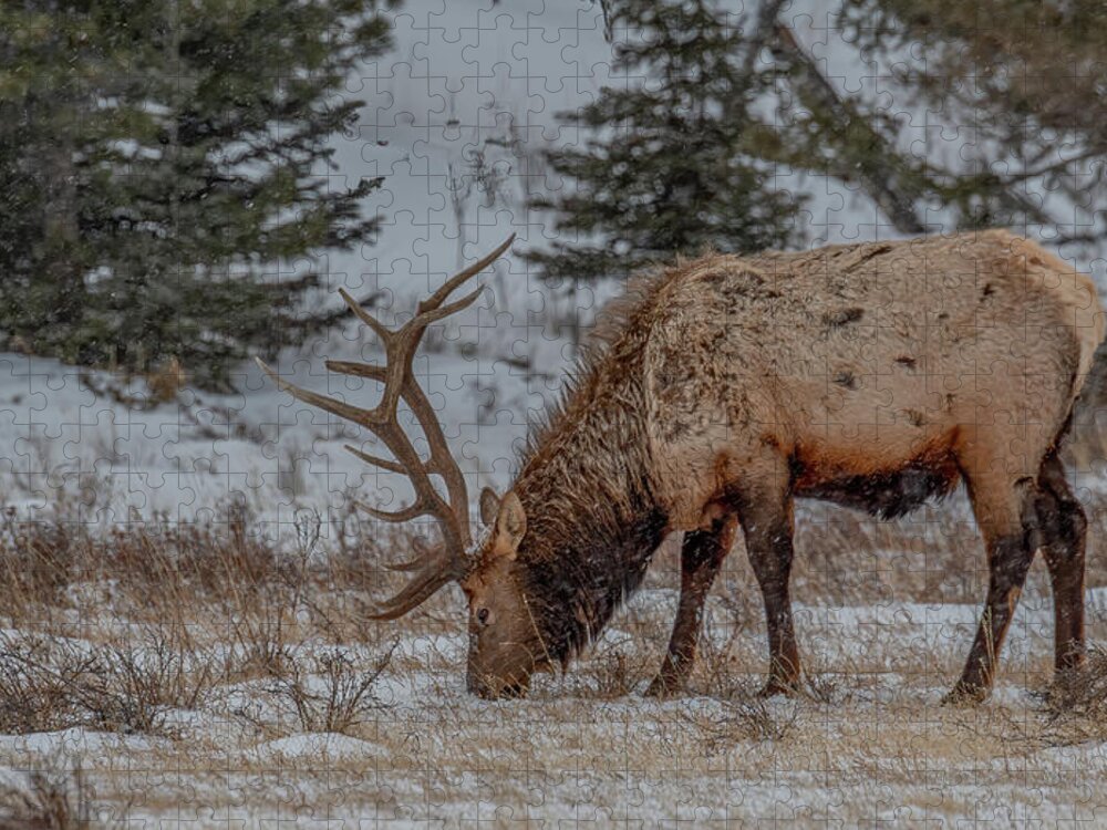 Rocky Mountain National Park Jigsaw Puzzle featuring the photograph Winter Survivor by Marcy Wielfaert