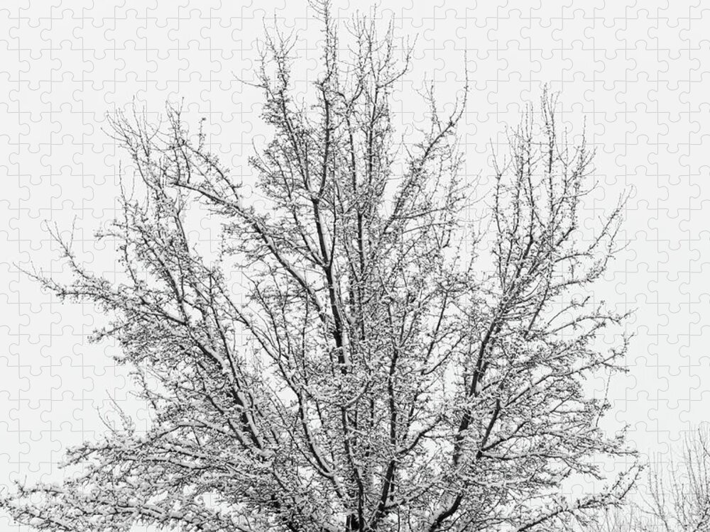 Snow Jigsaw Puzzle featuring the photograph Winter tree by Ron Roberts