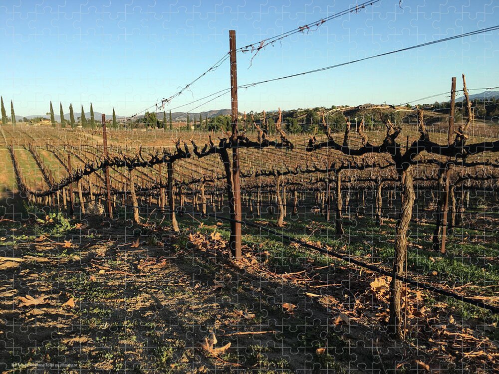 Winter Jigsaw Puzzle featuring the photograph Winter Vines Hart Winery Temecula by Roxy Rich