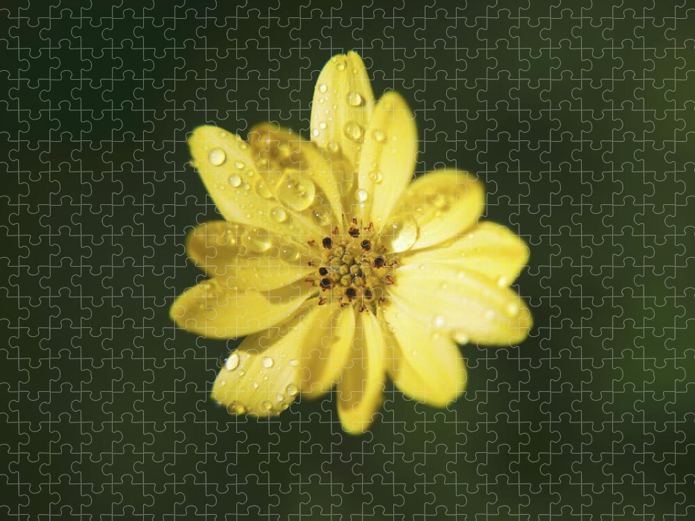 Flowers Jigsaw Puzzle featuring the photograph Wishing You a Sunshiny Day by Laurie Search