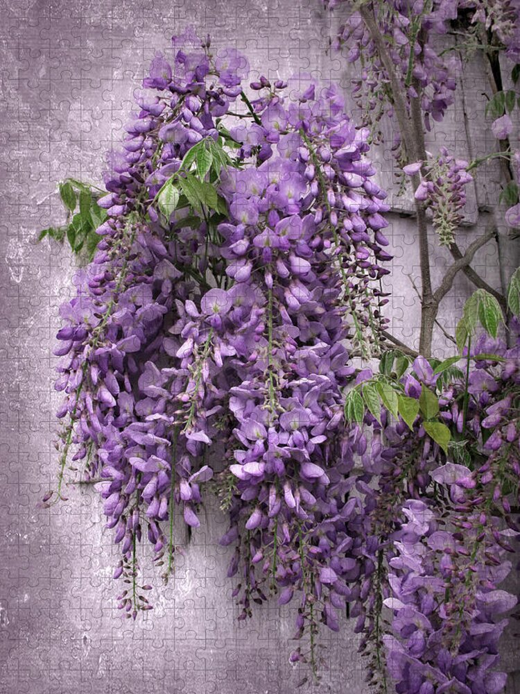 Wisteria Jigsaw Puzzle featuring the photograph Wistful Wisteria by Jessica Jenney