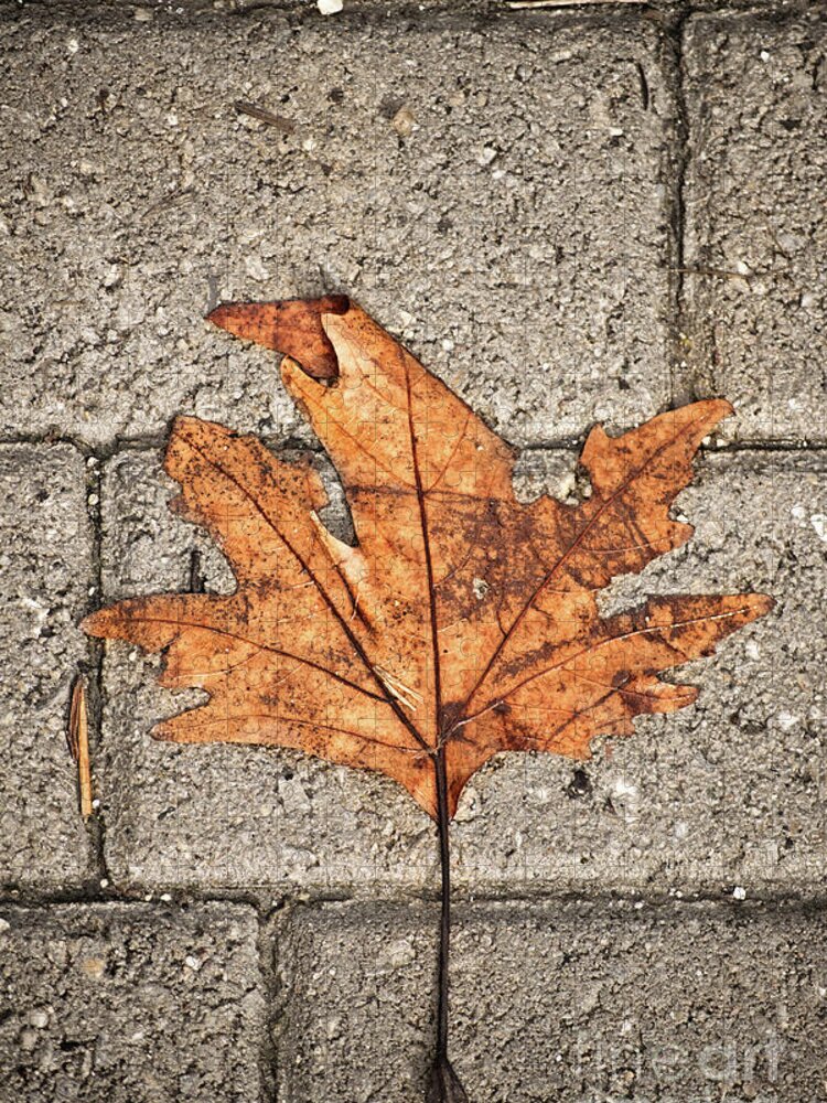 Leaf Jigsaw Puzzle featuring the photograph Withered leaf over concrete blocks by Mendelex Photography