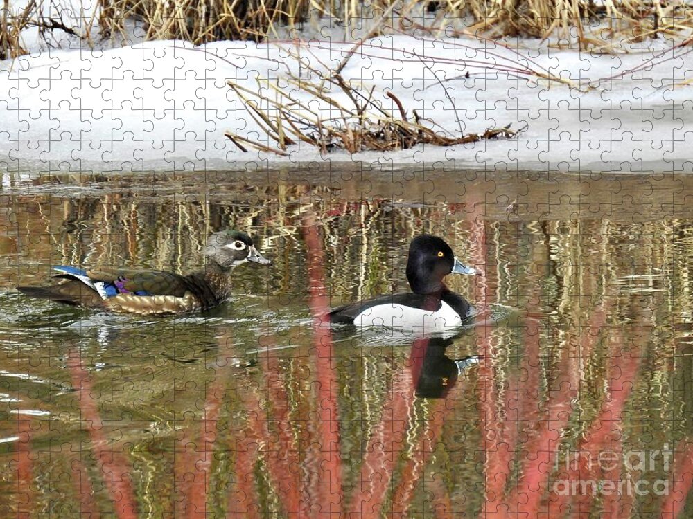 Ring Neck Duck Jigsaw Puzzle featuring the photograph Wood Duck and Ring Neck by Nicola Finch