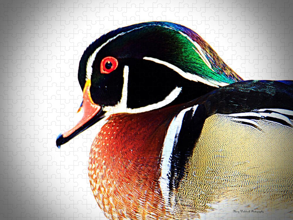 Wood Duck Jigsaw Puzzle featuring the photograph Wood Duck Close Up by Mary Walchuck