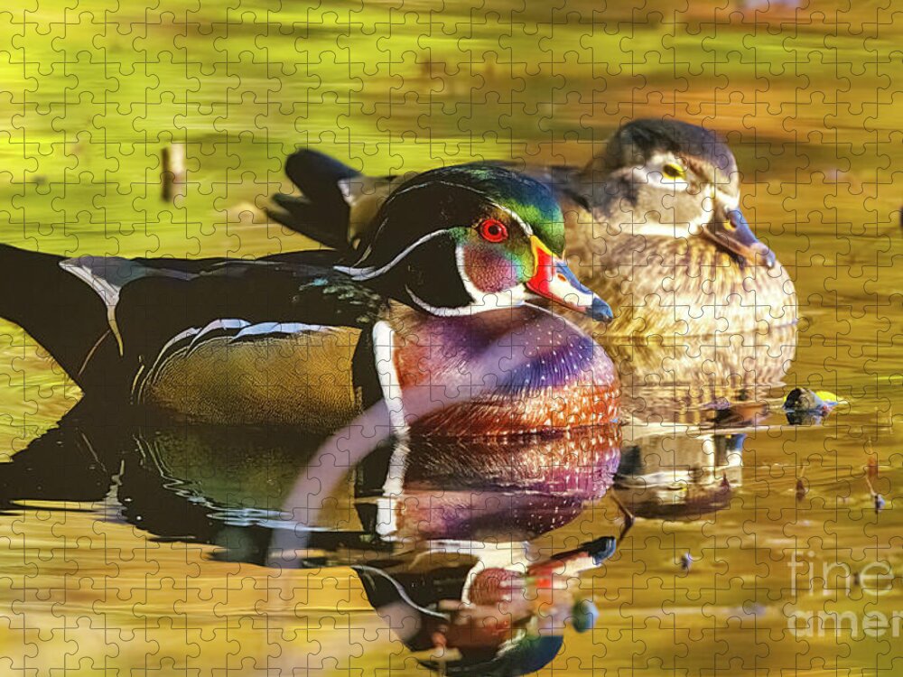 Wood Duck Jigsaw Puzzle featuring the photograph Wood Duck Pair by Charline Xia