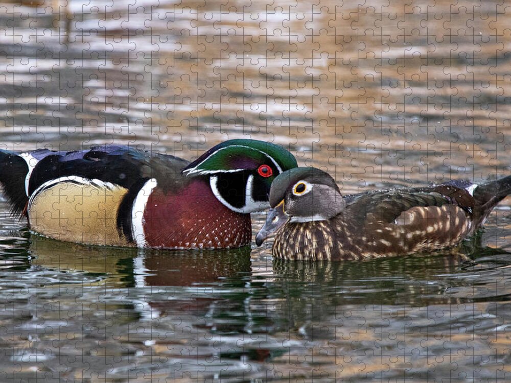 Wood Ducks Jigsaw Puzzle featuring the photograph Wood Duck Pair by Wesley Aston