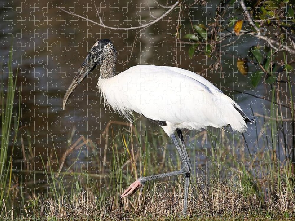 Wood Storks Jigsaw Puzzle featuring the photograph Wood stork 4 by Mingming Jiang