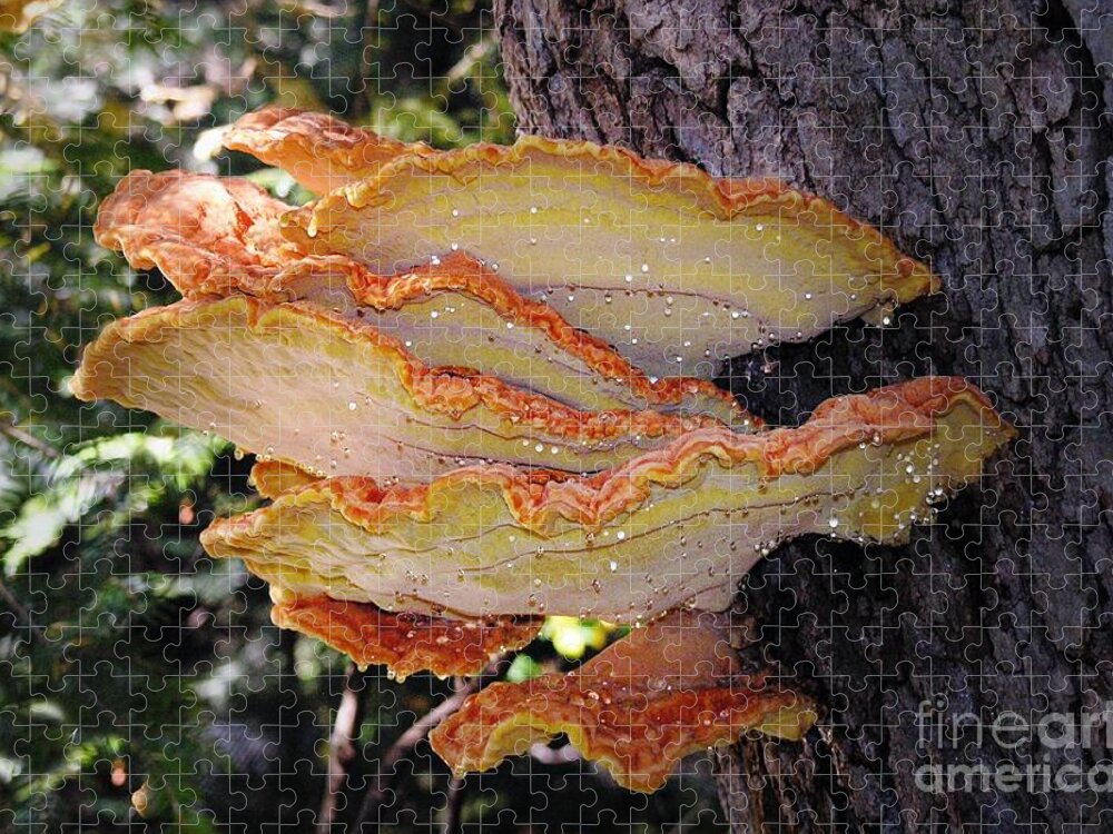 Fungus Jigsaw Puzzle featuring the photograph Woodland Art by Kimberly Furey