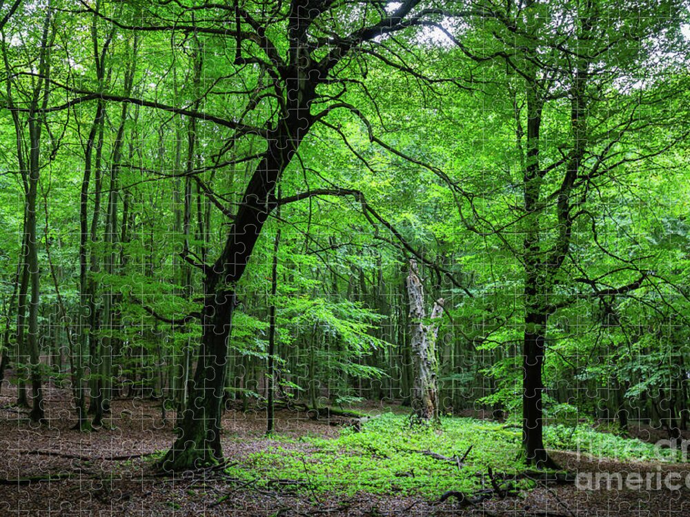 Beech Forest Jigsaw Puzzle featuring the photograph Woodland by Eva Lechner