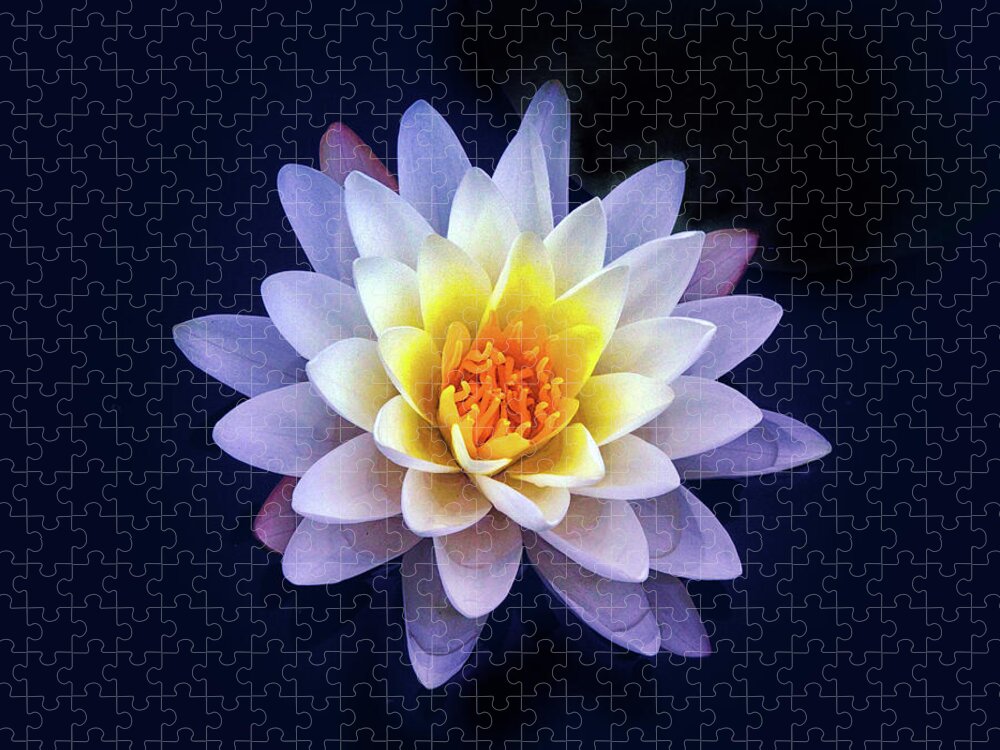 Lily Jigsaw Puzzle featuring the photograph Water Lily Delight by Jessica Jenney
