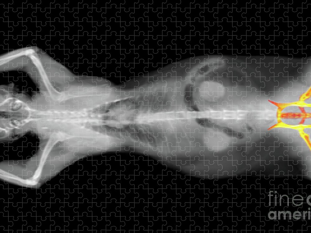 Ct Scan Jigsaw Puzzle featuring the photograph x ray CT scan of a cat hip bone by Benny Marty