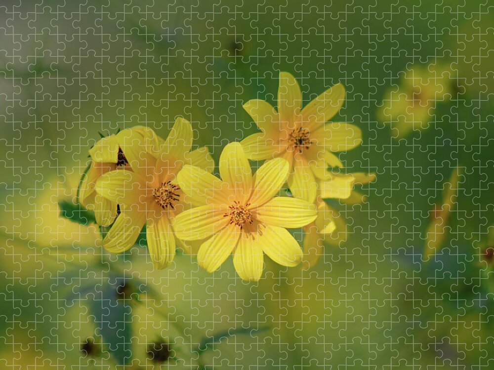 Flower Jigsaw Puzzle featuring the photograph Yellow 2 by Grant Twiss