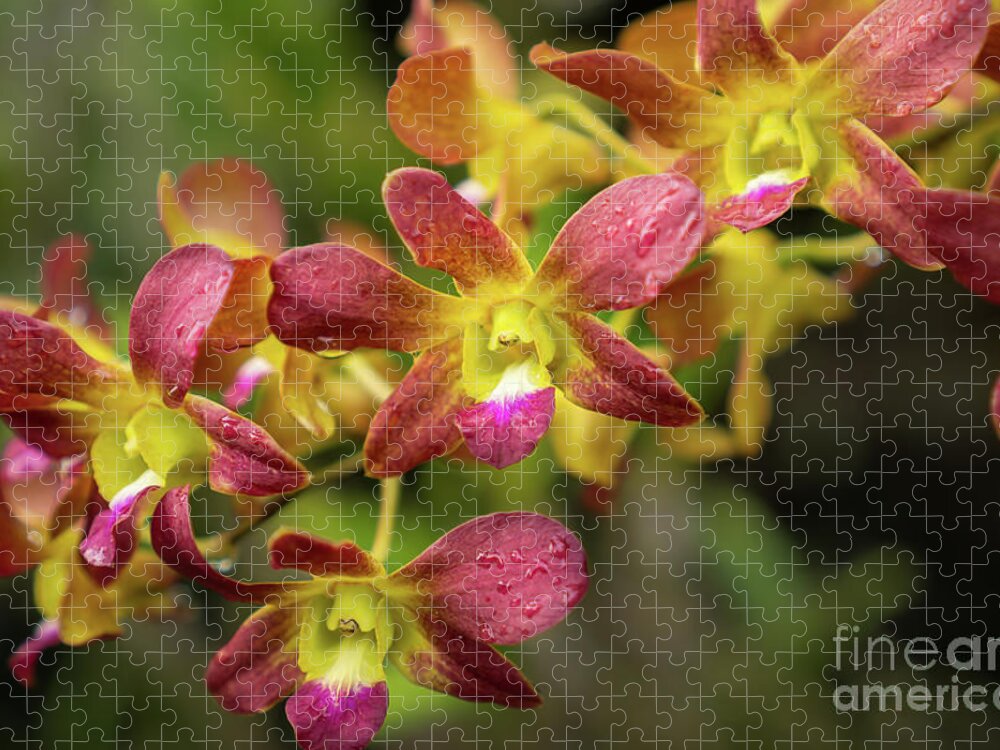 Hawaii Jigsaw Puzzle featuring the photograph Yellow and Magenta Orchid in Kauai Garden by Nancy Gleason