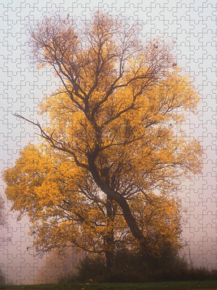 Fall Jigsaw Puzzle featuring the photograph Yellow Autumn by Jason Fink