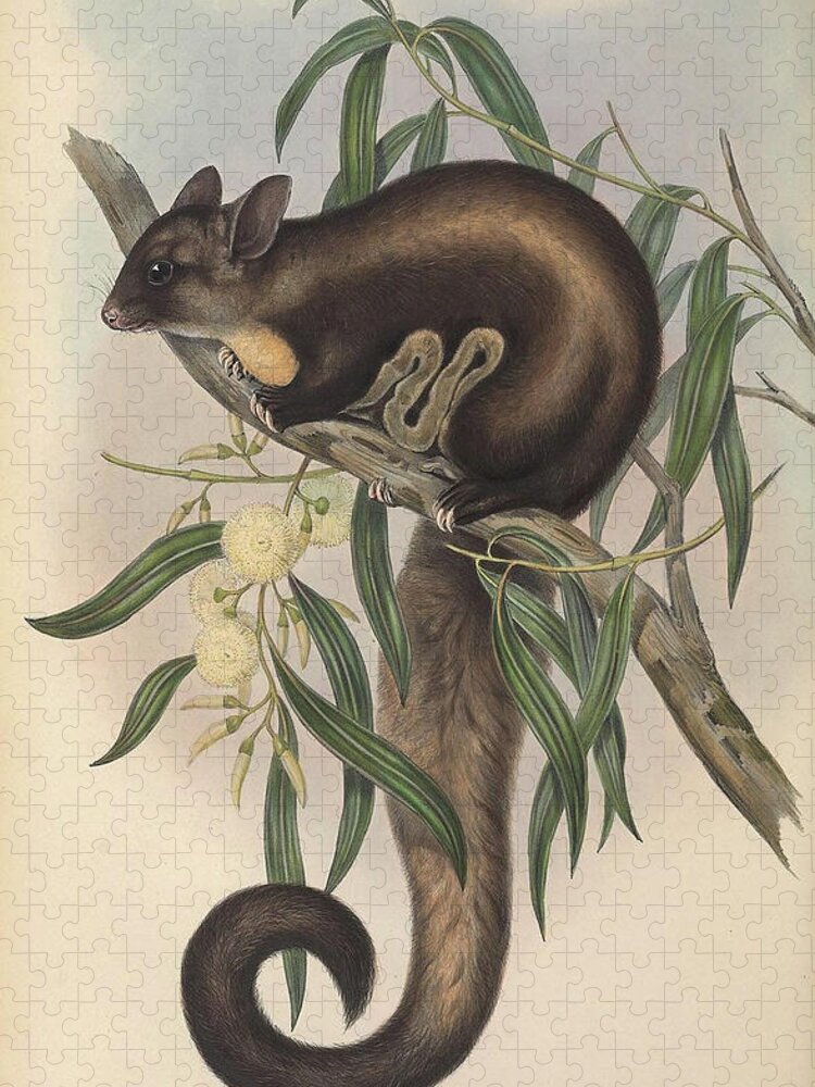 Australia Jigsaw Puzzle featuring the drawing Yellow Bellied Glider by John Gould