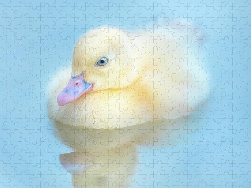 Yellow Duckling Jigsaw Puzzle featuring the photograph Yellow Duckling Reflections by Jordan Hill