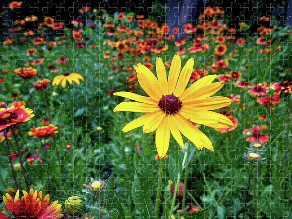 Yellow Flower Field Green Red Jigsaw Puzzle featuring the photograph Yellow Flower in Field by David Morehead