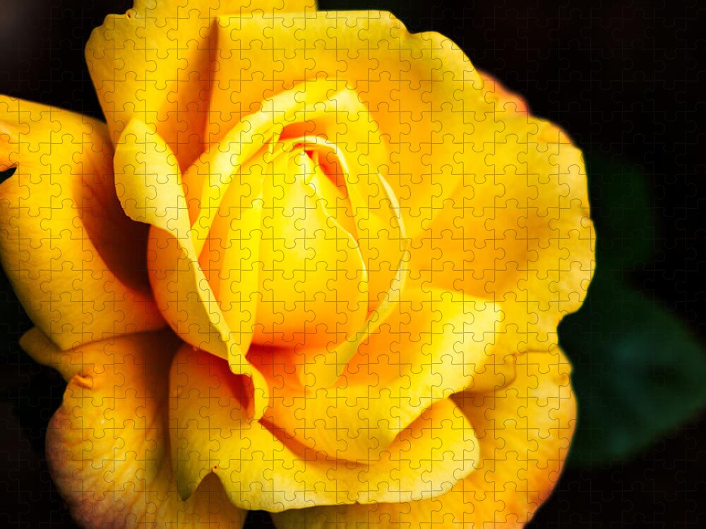 Rose Jigsaw Puzzle featuring the photograph Yellow Irish Rose by Carrie Hannigan