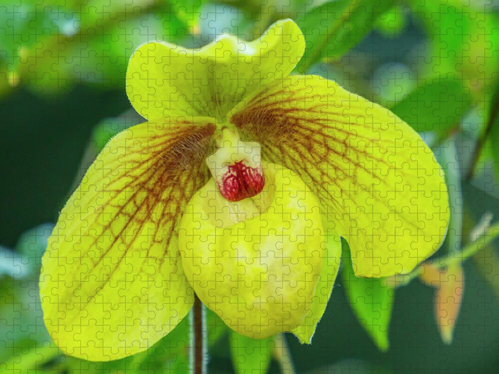 Cypripedium Parviflorum Jigsaw Puzzle featuring the photograph Yellow Lady Slipper Orchid by Cate Franklyn