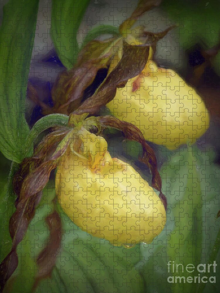 Lady Slipper Jigsaw Puzzle featuring the photograph Yellow Lady Slippers by Lorraine Cosgrove