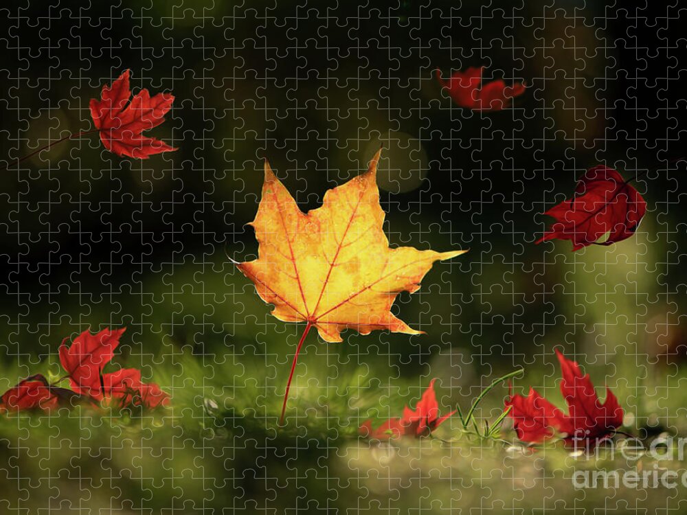 Fall Leaves Jigsaw Puzzle featuring the photograph Yellow Maple Leaf by Naomi Maya
