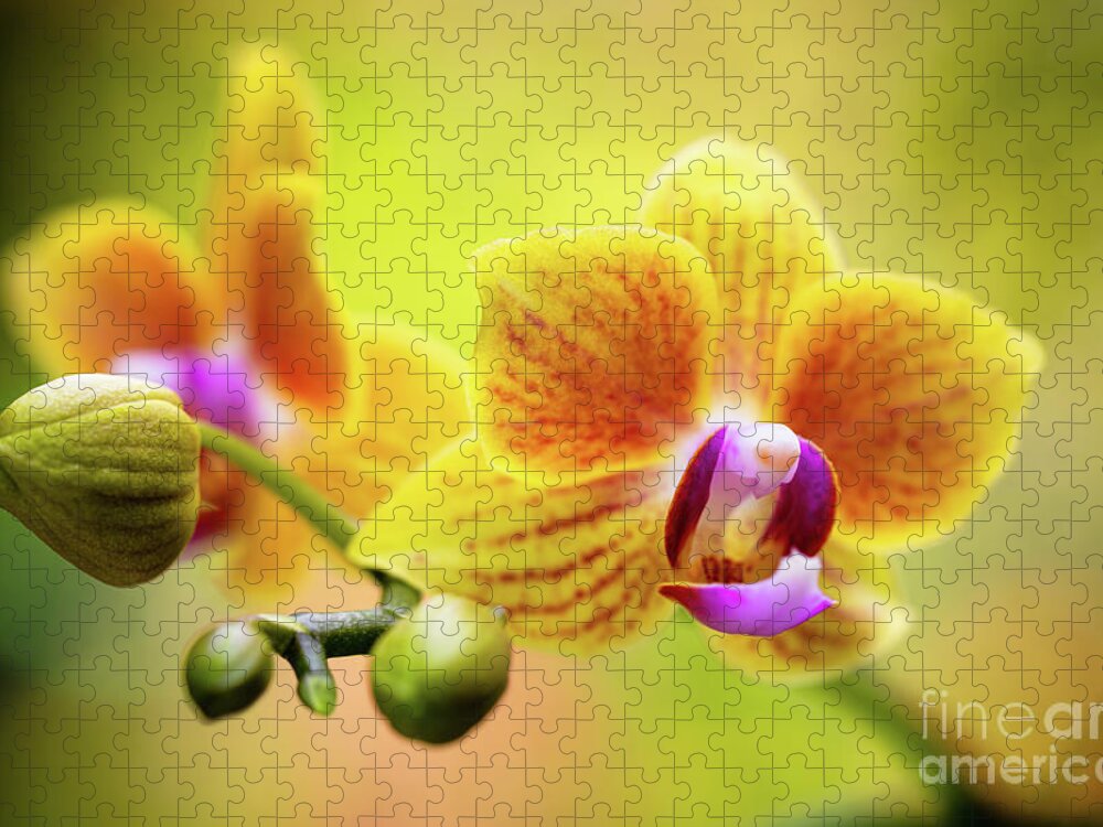 Background Jigsaw Puzzle featuring the photograph Yellow Orchid Flowers by Raul Rodriguez