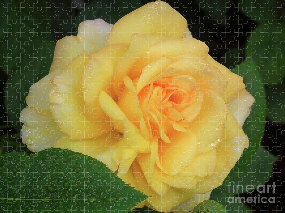 Roses Jigsaw Puzzle featuring the photograph Yellow Rose Bloom by Scott Cameron
