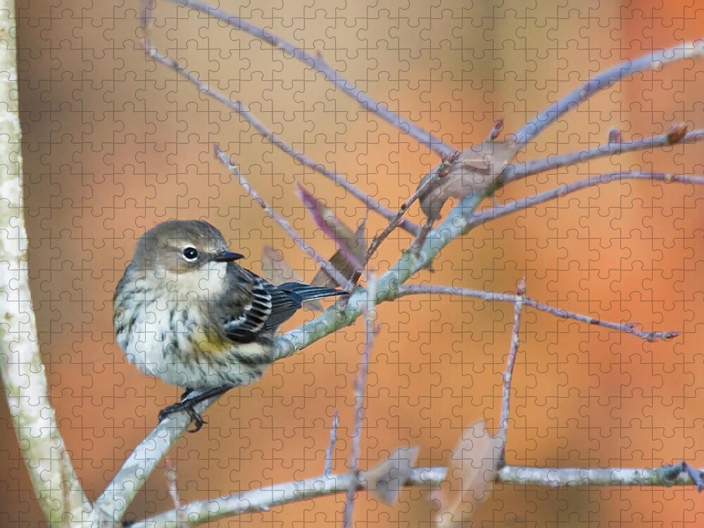 Warbler Jigsaw Puzzle featuring the photograph Yellow Rumped Warbler in the Croatan National Forest by Bob Decker