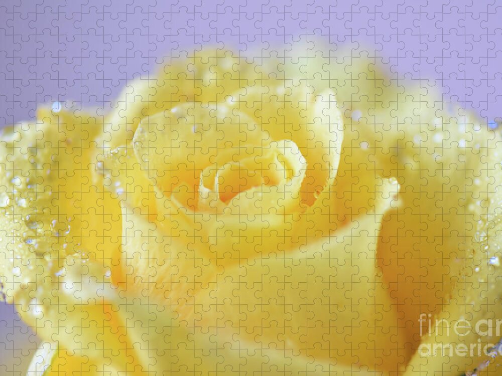 Rose Jigsaw Puzzle featuring the photograph Yellow Tea Rose with Water Droplets by Yvonne Johnstone