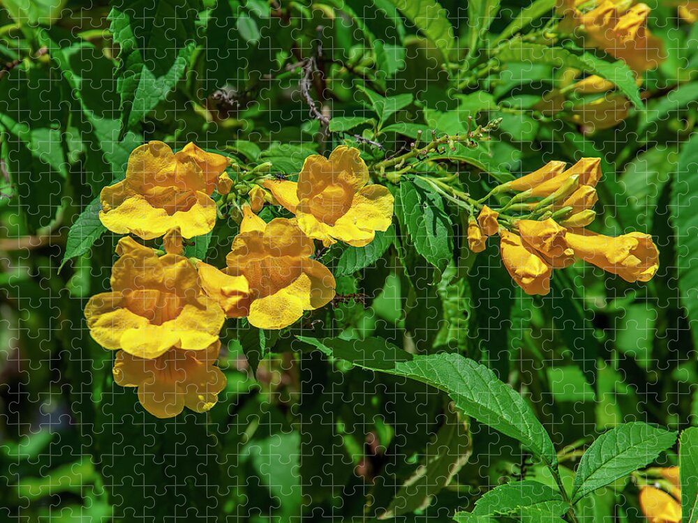 Nature Jigsaw Puzzle featuring the photograph Yellow Trumpetbush or Yellow Elder DTHN0380 by Gerry Gantt