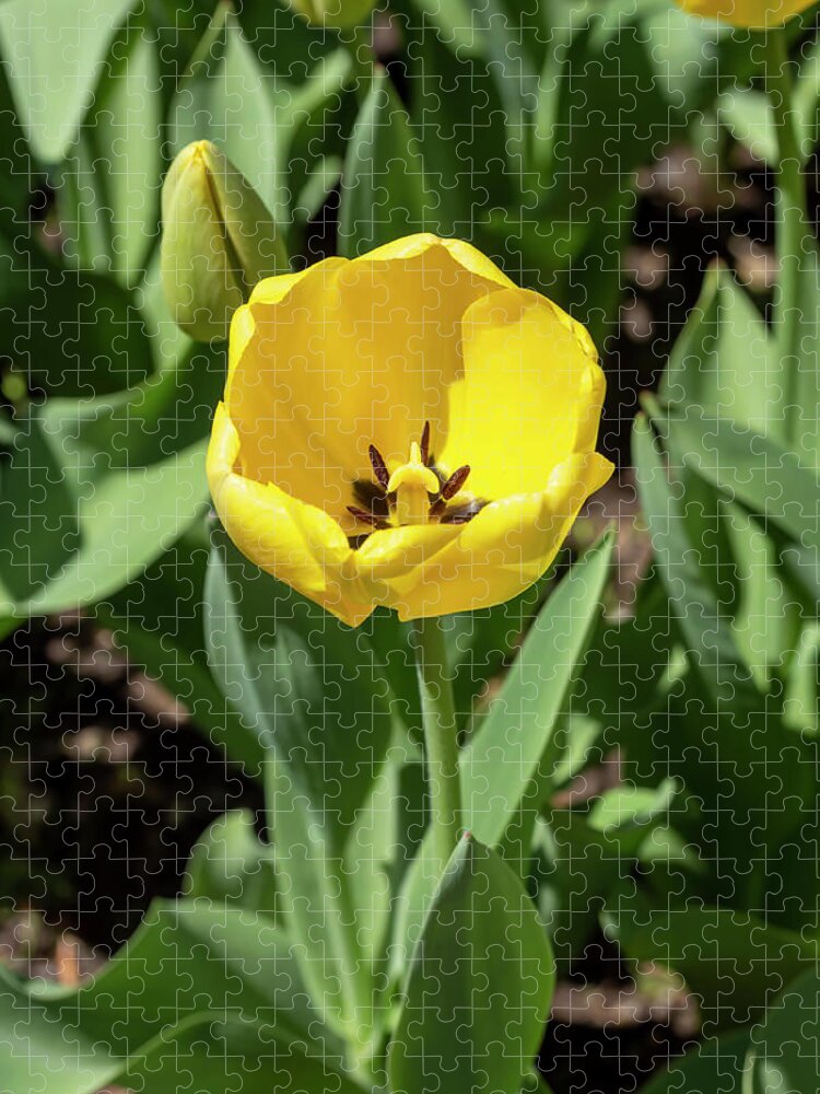 Flower Jigsaw Puzzle featuring the photograph Yellow Tulip by Dawn Cavalieri