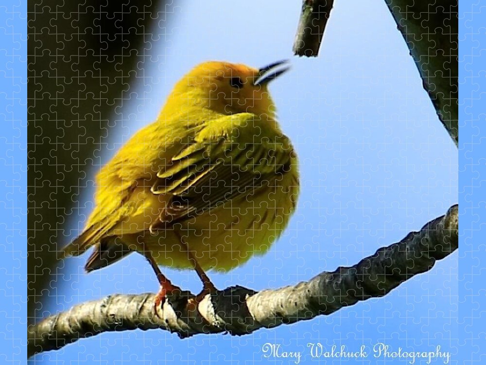 Yellow Warbler Jigsaw Puzzle featuring the photograph Yellow Warbler Singing in the Spotlight by Mary Walchuck