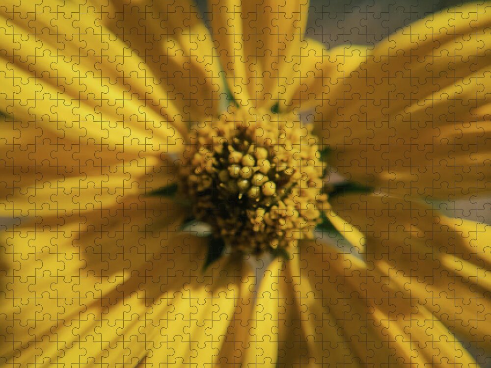 Wildflower Jigsaw Puzzle featuring the photograph Yellow Wildflower Macro by K Bradley Washburn