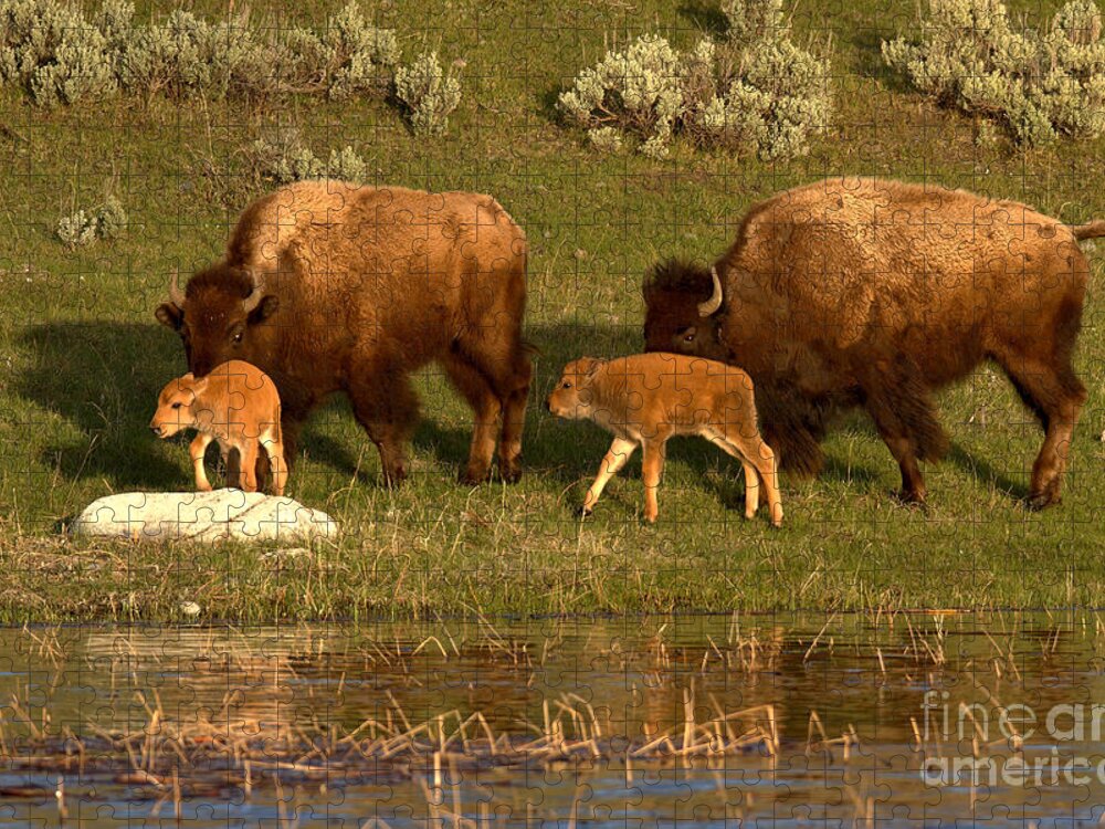 Yellowstone Jigsaw Puzzle featuring the photograph Yellowstone Bison Red Dog Season by Adam Jewell