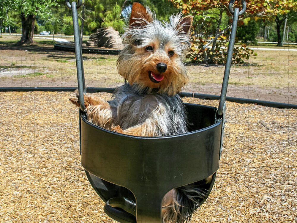 Animal Jigsaw Puzzle featuring the photograph Yorkie Puppy in Swing by Dawn Richards
