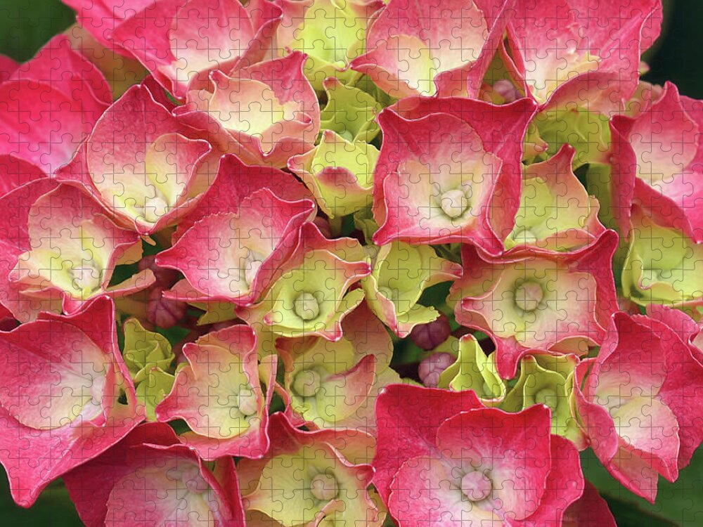 Hydrangea Jigsaw Puzzle featuring the photograph Young French Hydrangea by Maria Meester