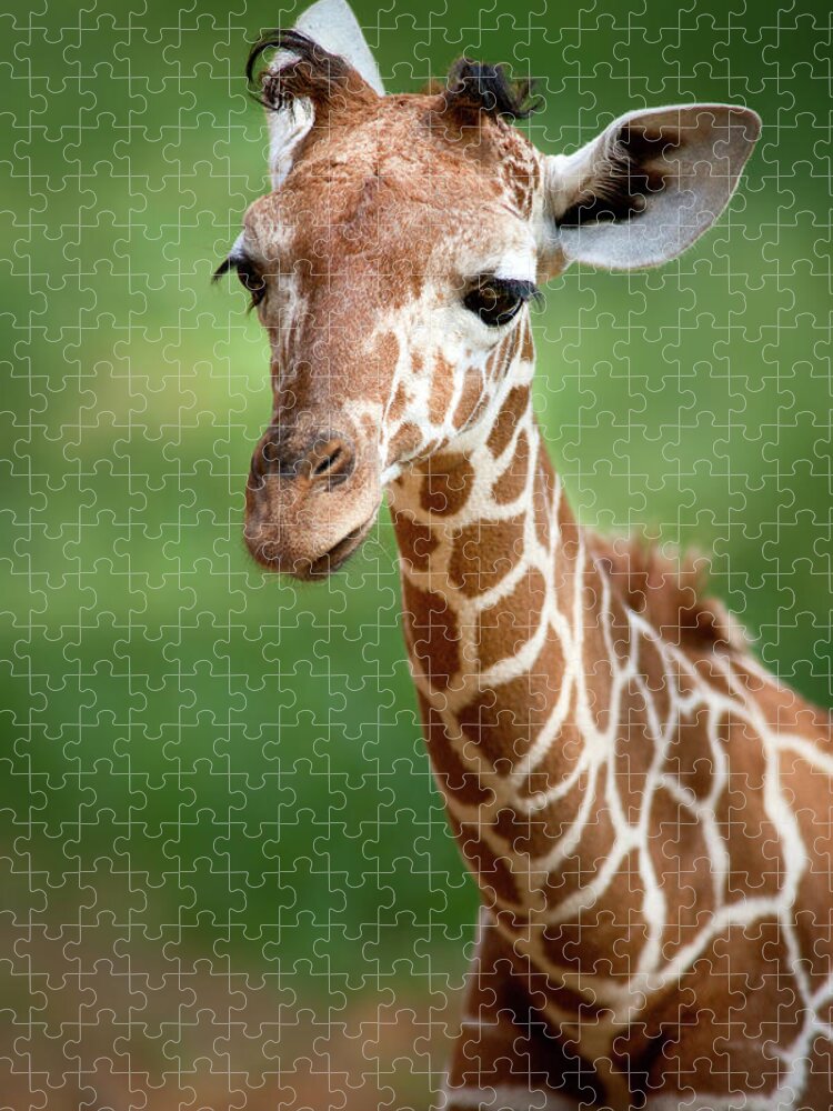 Giraffe Jigsaw Puzzle featuring the photograph Young Giraffe by Yuri Peress