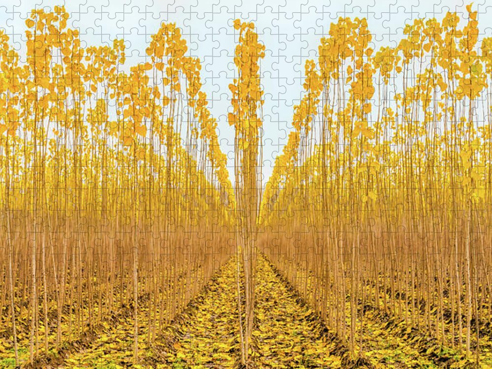Poplar Jigsaw Puzzle featuring the photograph Young Poplar Trees by Elvira Peretsman